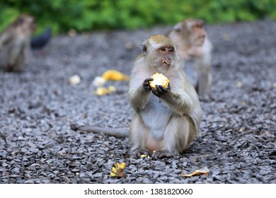 Monkeys Sit And Eat Corn On The Stone Ground