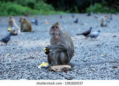 Monkeys Sit And Eat Corn On The Stone Ground