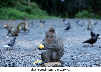 Monkeys Sit And Eat Corn On The Stone Ground