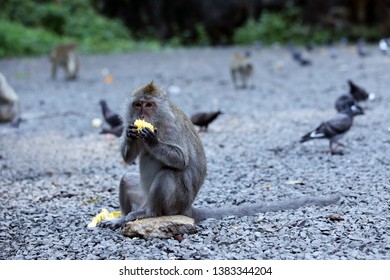 Monkeys Sit And Eat Corn On The Stone Ground