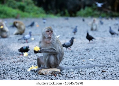 Monkeys Sit And Eat Corn On The Stone Ground