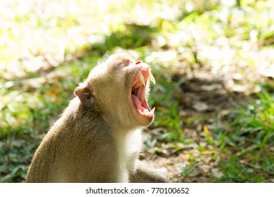 The Monkeys Sneeze Because They Sleepy.