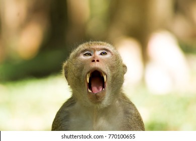 The Monkeys Sneeze Because They Sleepy.