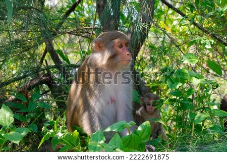 Monkeys at Son Tra peninsula, Da Nang, Vietnam.