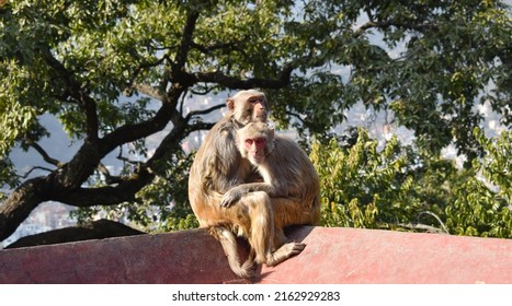Monkeys At Swayambhunath Stupa, Nepal