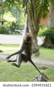 Monkeys swinging on the tips of leaves - Shutterstock ID 2394931821