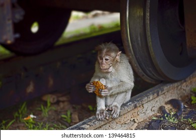 Monkeys Taken In Nilgiri, Near The Train, On Station, Tamil Nadu, India