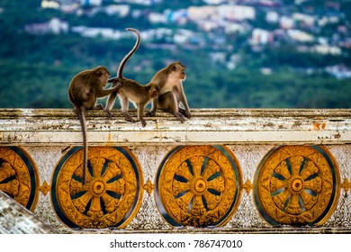 Monkeys At Tiger Cave Krabi Thailand