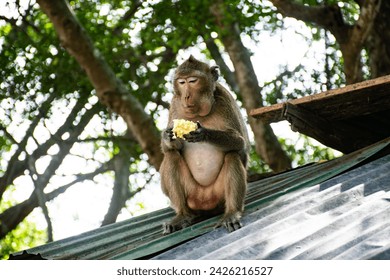 Monkeys at Wat Phra Phutthachai, Saraburi Province They are eating bananas and corn and can be seen everywhere as they walk, run, and sit in trees, roads, bridges, and surrounding buildings. - Powered by Shutterstock