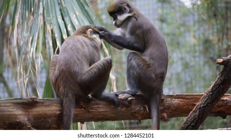 Monkeys At The Zoo Grooming