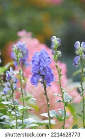 Monk's Hood Fall Perennial Flower In Garden