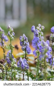 Monk's Hood Fall Perennial Flower In Garden