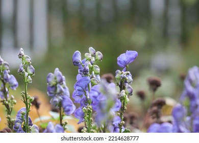 Monk's Hood Fall Perennial Flower In Garden