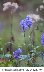 Monk's Hood Fall Perennial Flower In Garden