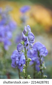 Monk's Hood Fall Perennial Flower In Garden