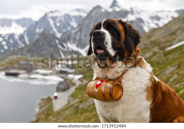 The monks at Saint Bernard\'s hospice, in the Swiss Alps,\
used this type of dog to search for and rescue the missing\
travelers. These days, the saint is basically a family companion or\
dog show, loved 
