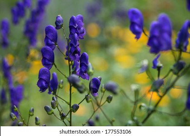 Monkshood -Aconitum Napellus