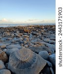 Monmouth Beach Lyme Regis Dorset