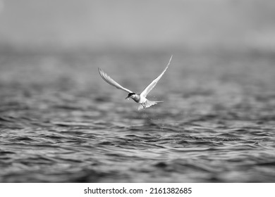 Mono Antarctic Tern Catches Fish From Sea