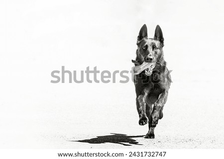 A mono (black and white) stylised image of a jet black German Shepherd running on a beach. Lots of space for text on the left of the image.