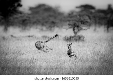 Mono Cheetah Chasing Thomson Gazelle Among Thorns