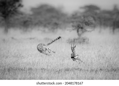 Mono Cheetah Chasing Thomson Gazelle In Thorns