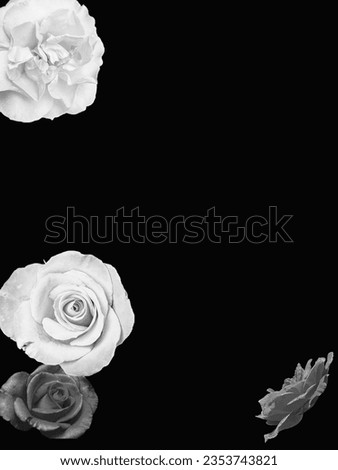 A mono chromatic flowers isolated on black background roses flowers