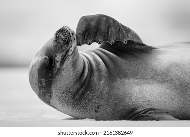 Mono Close-up Of Crabeater Seal Scratching Chin