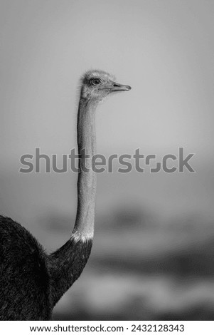 Mono close-up of male ostrich with catchlight