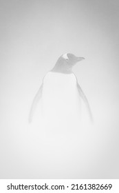 Mono Gentoo Penguin In Snowstorm Facing Camera