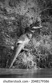 Mono Jaguar Hauling Yacare Caiman From Water