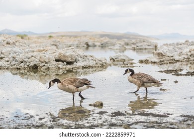 Mono Lake Geese In Glassy Water