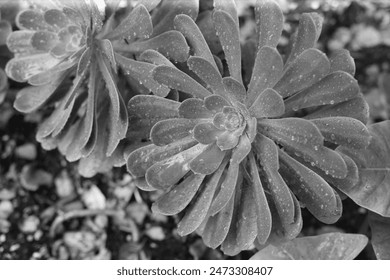 A monochromatic Photo of a succulent  - Powered by Shutterstock