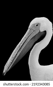 A Monochromatic Portrait Of A Pelican