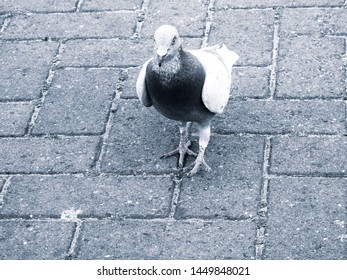Monochromatic portrait of a pigeon on cobbled stones