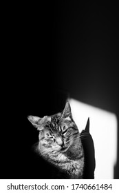 Monochromatic Portrait Of A Tabby Cat With High Contrasts Using Sunlight.