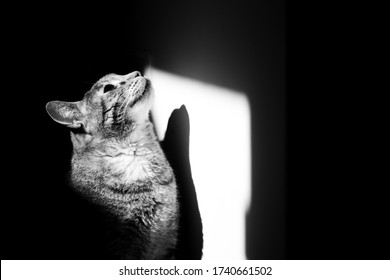 Monochromatic Portrait Of A Tabby Cat With High Contrasts Using Sunlight.