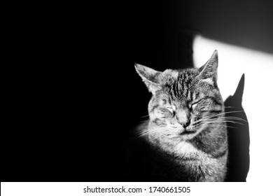 Monochromatic Portrait Of A Tabby Cat With High Contrasts Using Sunlight.