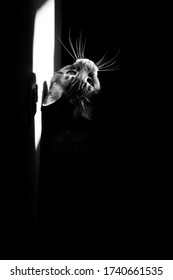 Monochromatic Portrait Of A Tabby Cat With High Contrasts Using Sunlight.