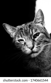 Monochromatic Portrait Of A Tabby Cat With High Contrasts Using Sunlight.