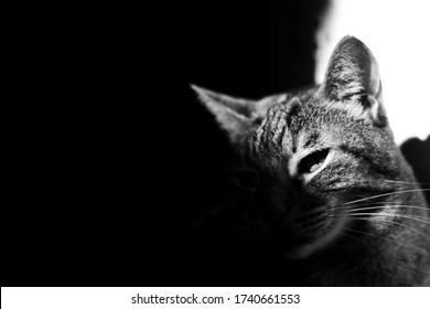 Monochromatic Portrait Of A Tabby Cat With High Contrasts Using Sunlight.