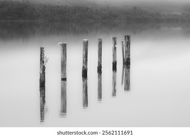 Monochrome black and white image of seven old wooden posts vertical reflected in the waters of Loch Lomond lake, with trees on the far shore - Powered by Shutterstock