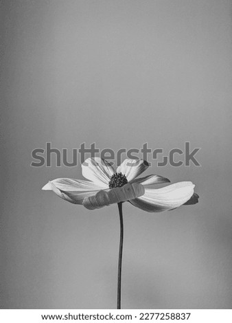 Monochrome, black and white photo of elegant white daisy chamomile flower. Aesthetic flower composition