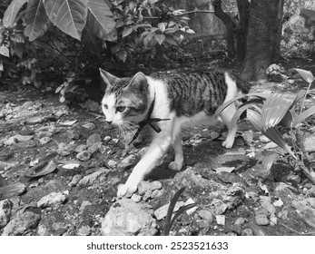 Monochrome a black and white tabby cat with a collar walks through a garden, looking curiously at something off camera. - Powered by Shutterstock