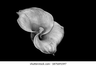 monochrome calla blossom on black background, top view fine art still life macro of a single detailed textured bloom in graphical painting style