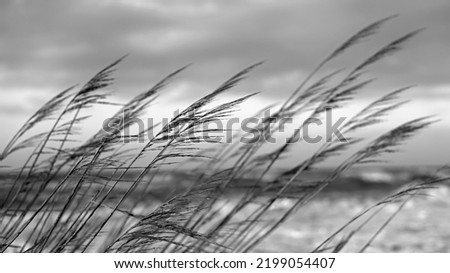 Monochrome close-up in shades of gray of reeds on the beach of the Baltic Sea which blow in the wind and invite you to relax
