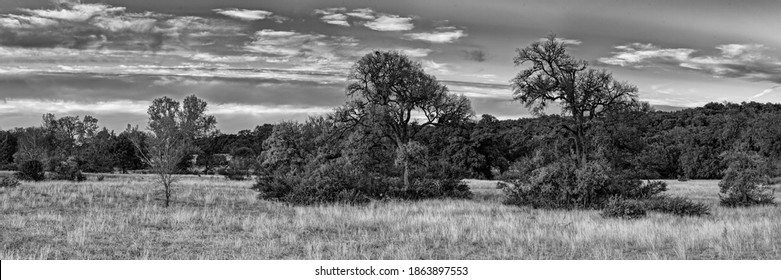 Monochrome Dreamy Prairie in Canyon Lake  Potter's Creek- Comal County Texas Hill Country