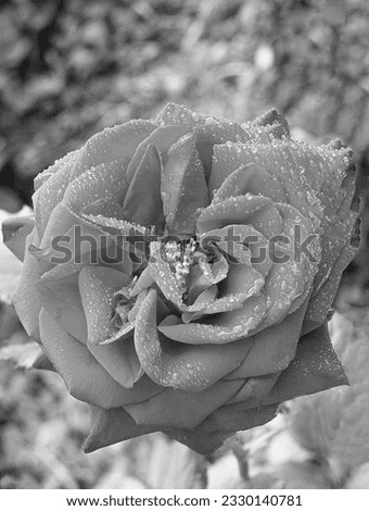 Monochrome Elegance A Captivating Black and White Rose