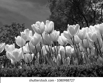           Monochrome Flowers In Spring Macro Photography