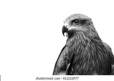 Monochrome Hawk  - Powered by Shutterstock